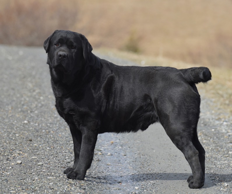 Black Labrador Sire