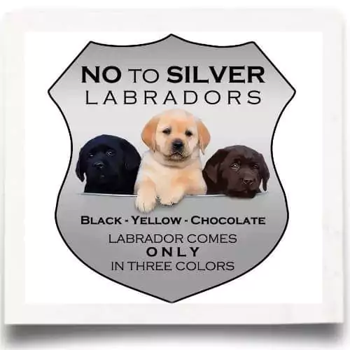 No to Silver Labradors